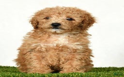 Mini Goldendoodle dogs for sale: Dolly - Image 6