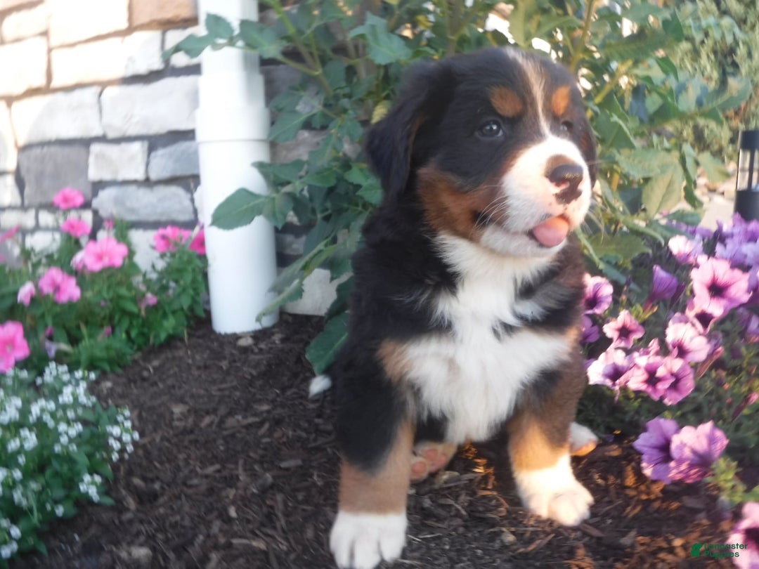 Bernese Mountain Dog dogs for sale: Diamond - Image 2