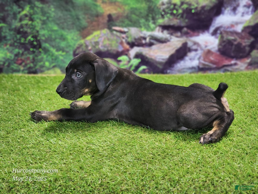 Catahoula Leopard Dog dogs for sale: Jesse 2025 Male 2 - Image 7
