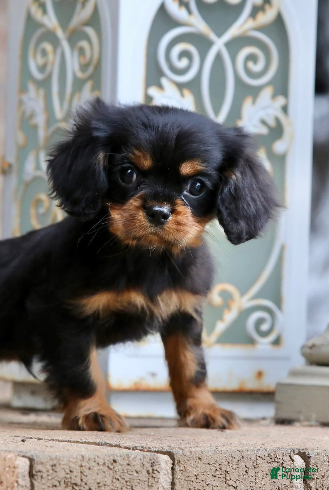 Cavalier King Charles Spaniel dogs for sale: Bentley - Image 10