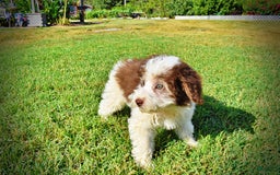 Havapoo dogs for sale: Hope - Image 7