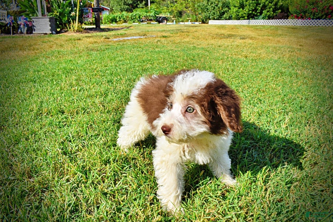 Havapoo dogs for sale: Hope - Image 7