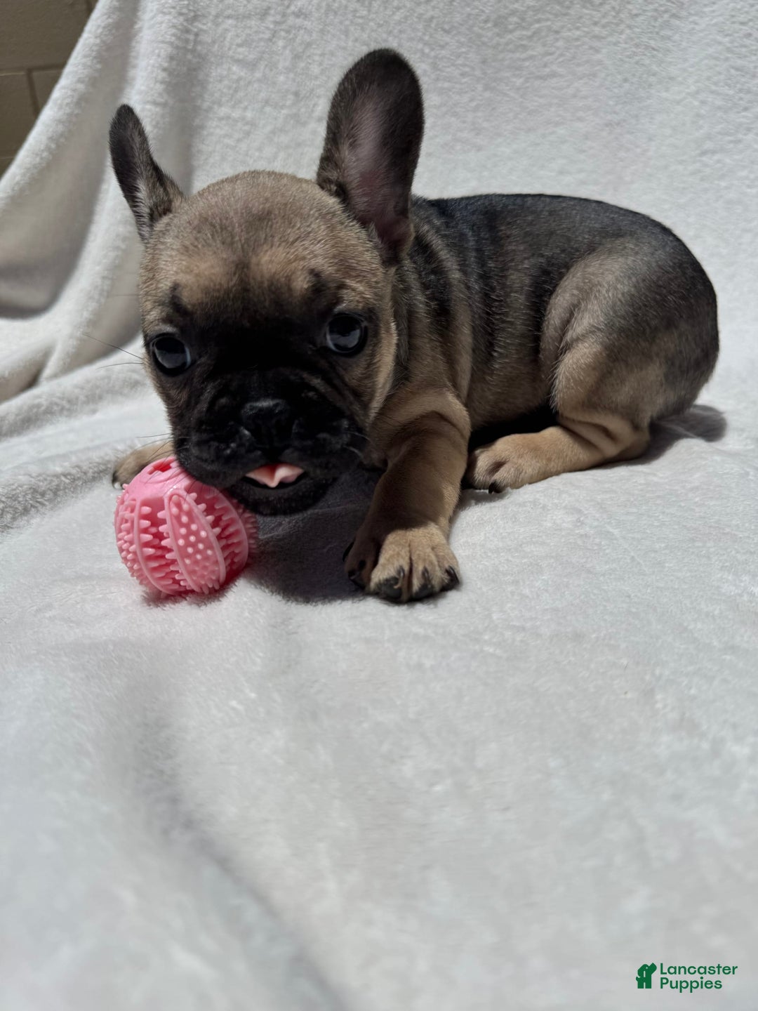 French Bulldog dogs for sale: Sasha - Image 4