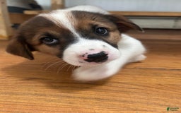 Australian Cattle Dog dogs for sale: Bella - Image 4