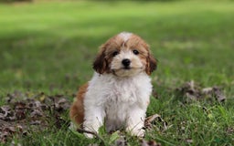 Shihpoo dogs for sale: Olivia - Image 3