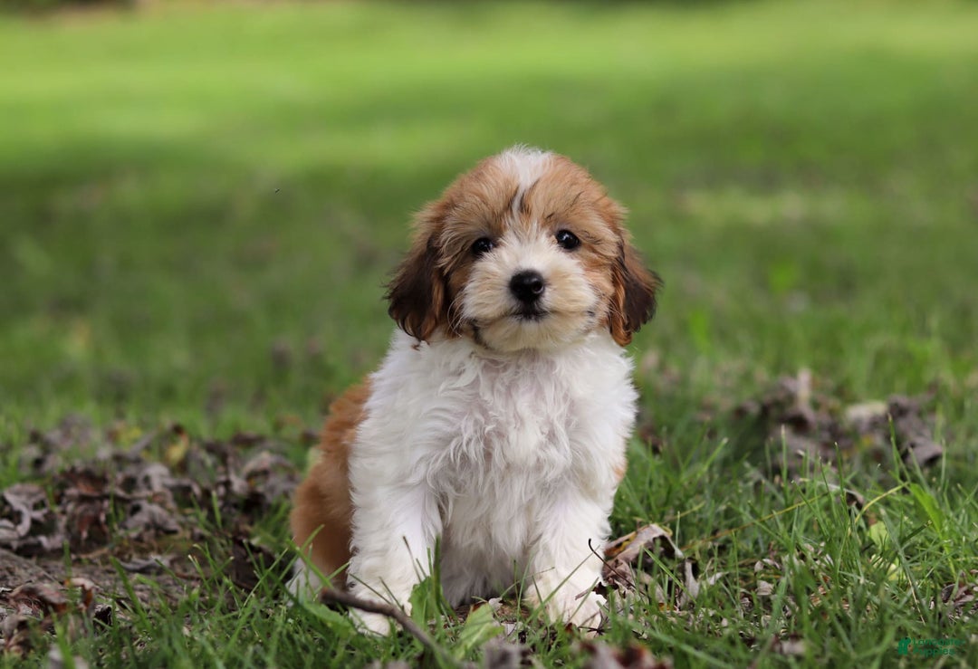 Shihpoo dogs for sale: Olivia - Image 3
