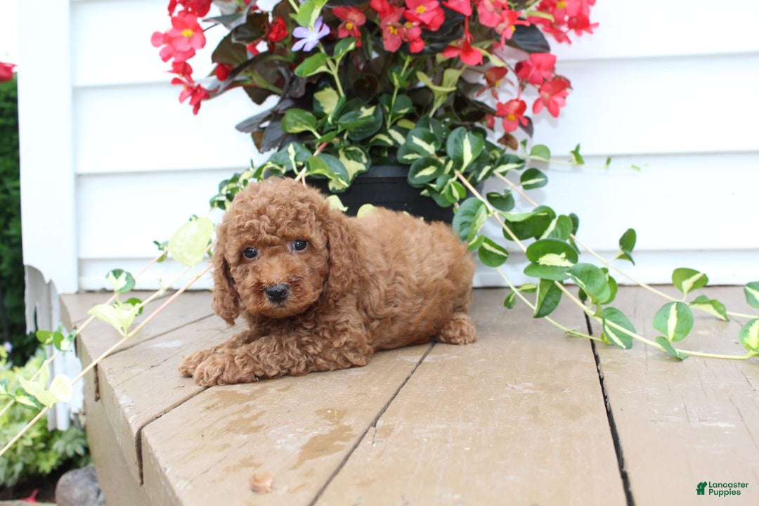 Mini Goldendoodle dogs for sale: Kenny - Image 3