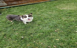 Welsh Corgi Pembroke dogs for sale: Clara - Image 13