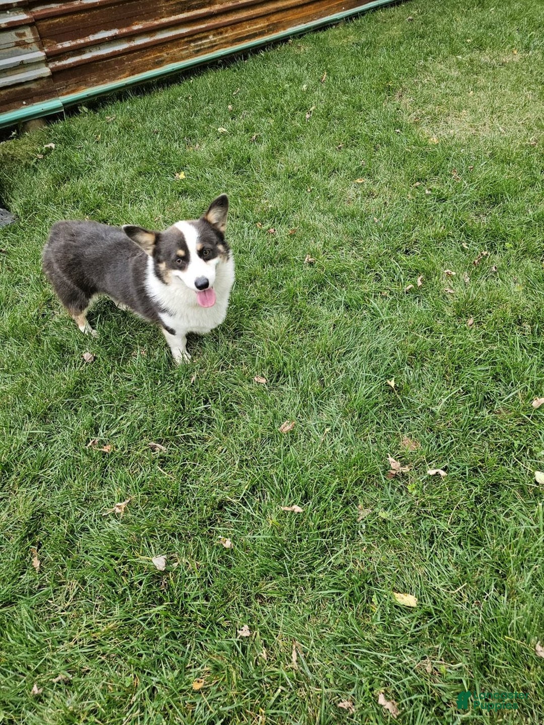 Welsh Corgi Pembroke dogs for sale: Clara - Image 13