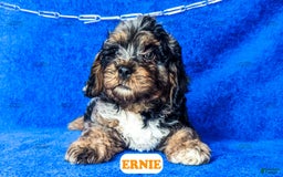 Cavapoo dogs for sale: Ernie - Image 6