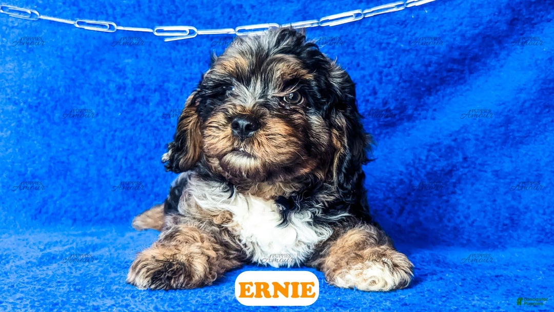 Cavapoo dogs for sale: Ernie - Image 6