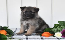 German Shepherd dogs for sale: Dallas - Image 1