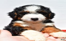 Mini Bernedoodle dogs for sale: River - Image 6