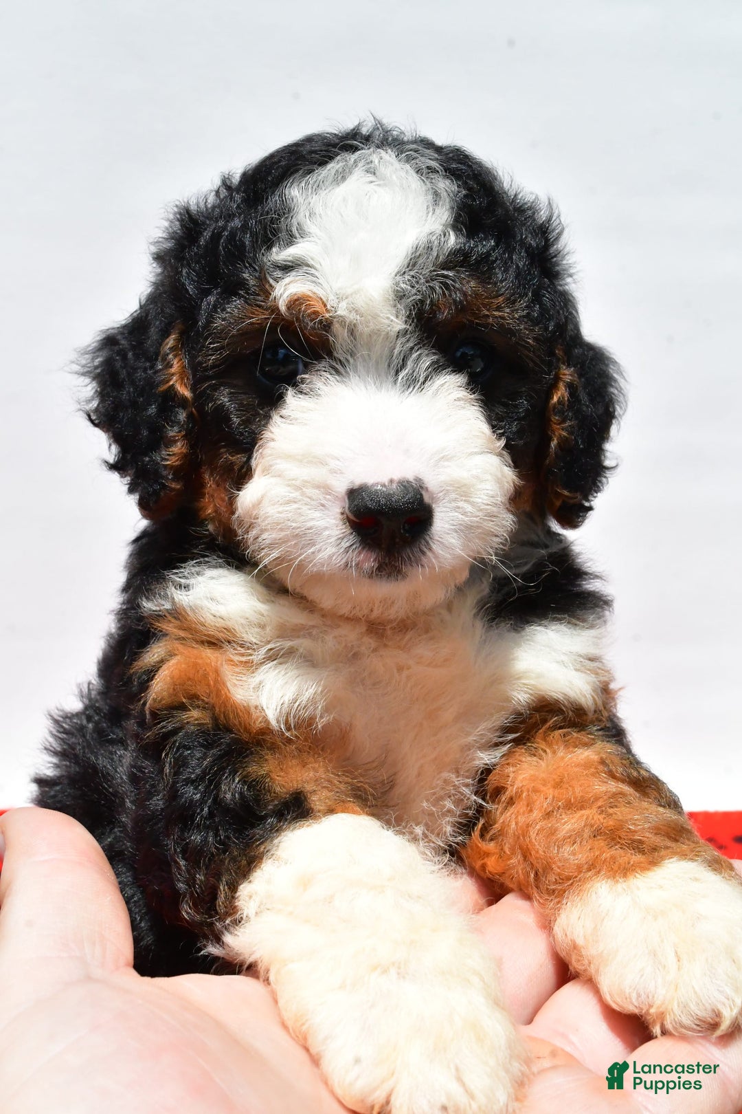 Mini Bernedoodle dogs for sale: River - Image 6