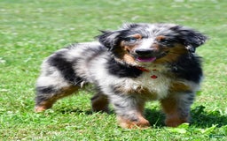 Miniature Australian Shepherd dogs for sale: Alex - Image 5
