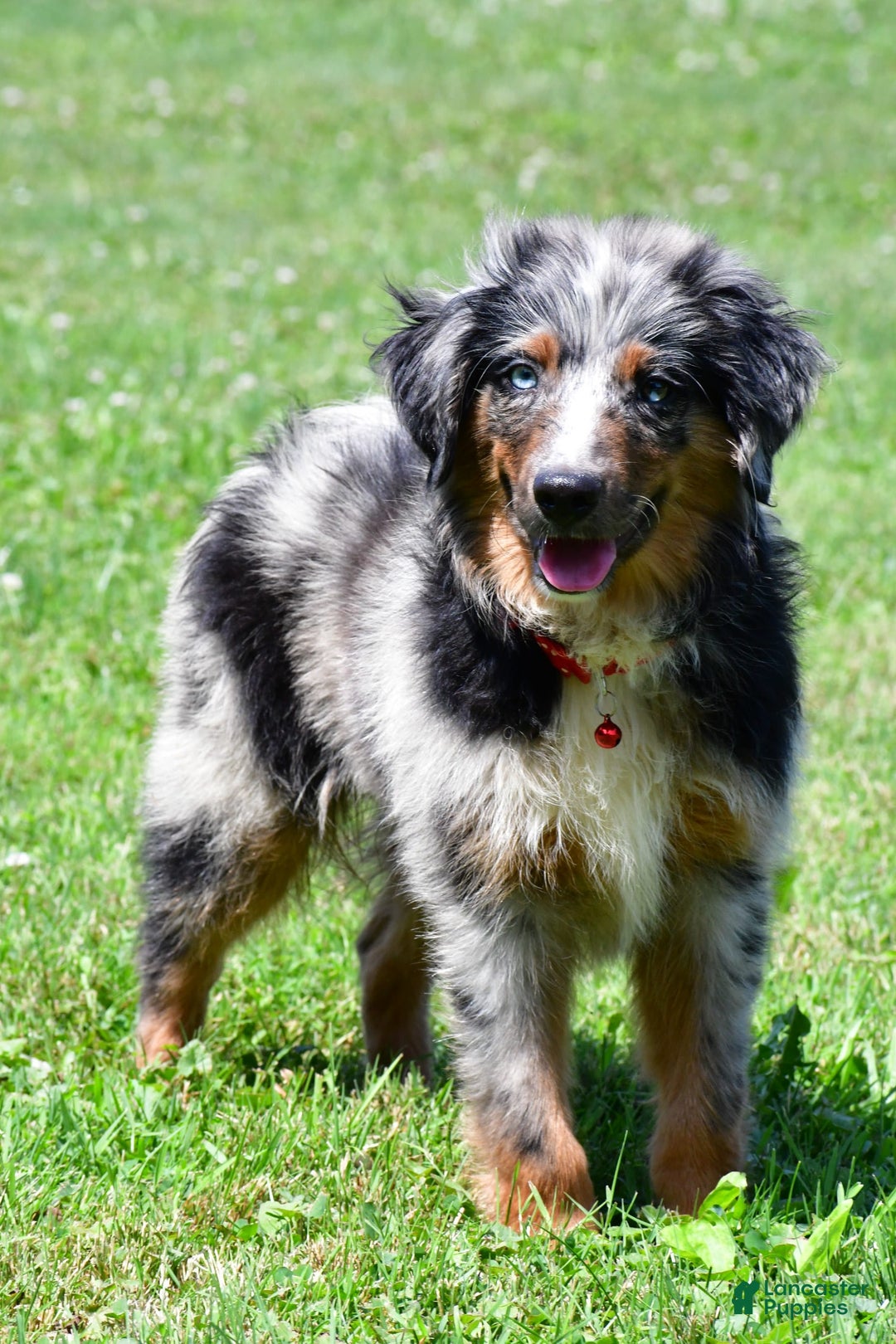 Miniature Australian Shepherd dogs for sale: Alex - Image 5