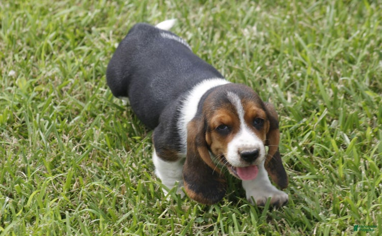Basset Hound dogs - Advert 2