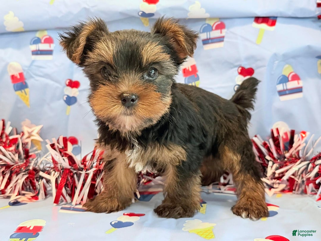 Yorkshire Terrier dogs for sale: Guppy - Image 2