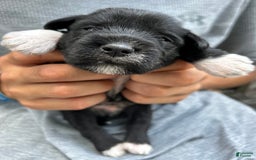 Miniature Schnauzer dogs for sale: Junie - Image 17