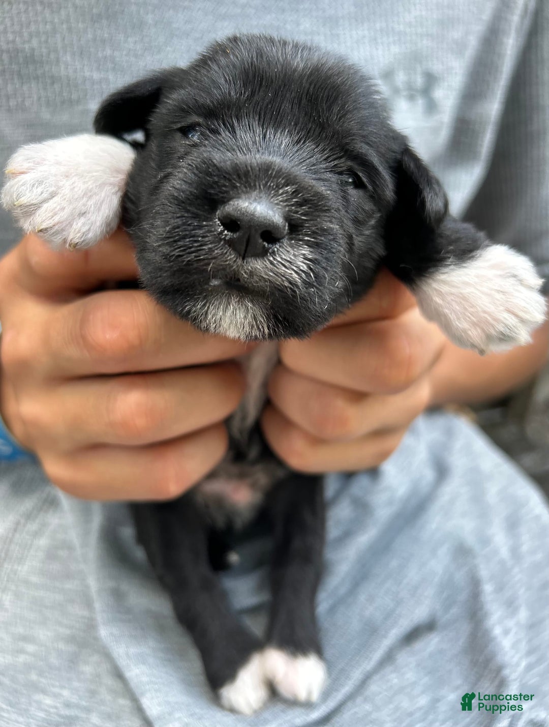 Miniature Schnauzer dogs for sale: Junie - Image 17