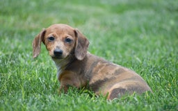Dachshund dogs for sale: Willow - Image 9