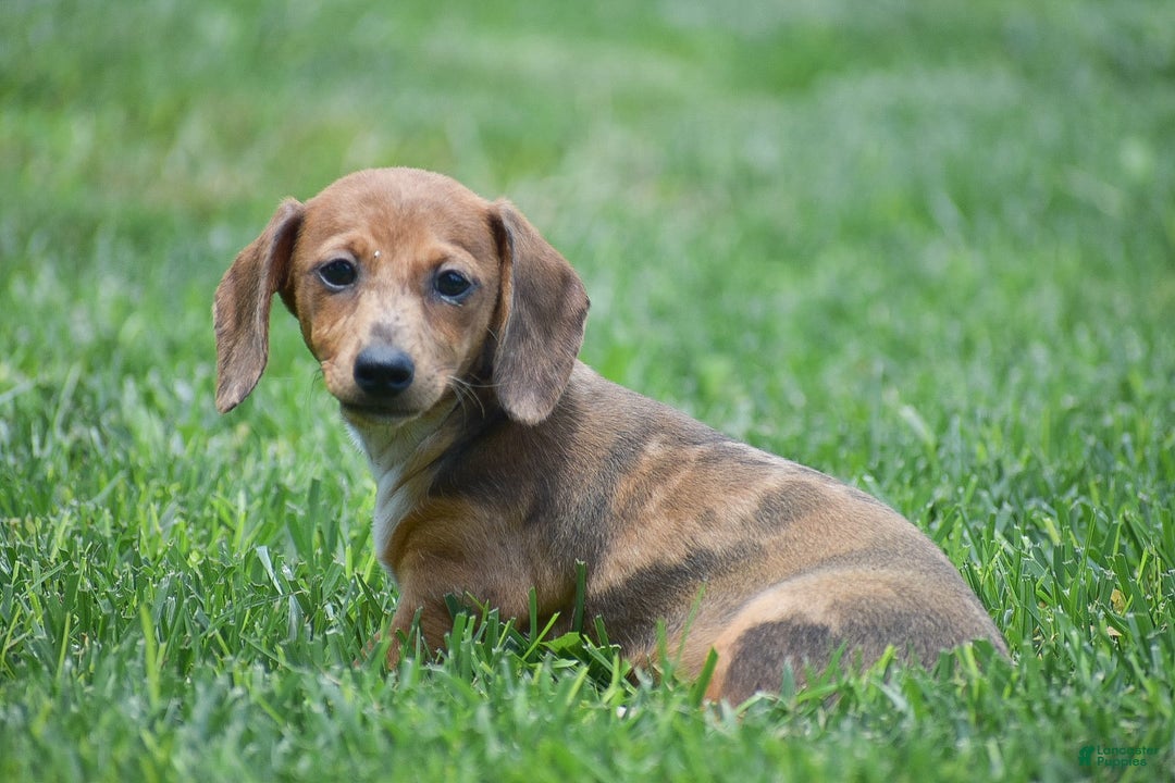 Dachshund dogs for sale: Willow - Image 9