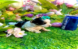 Yorkshire Terrier dogs for sale: Patrick Starr - Image 6