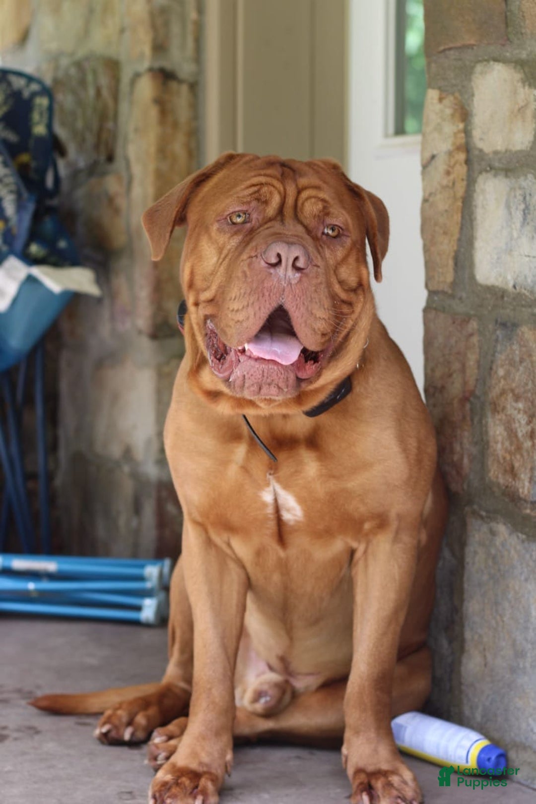 Dogue De Bordeaux dogs for sale: Pink Collar Female - Image 9