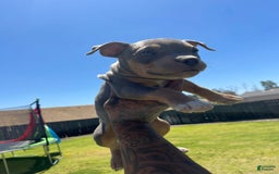 American Bully dogs for sale: Smalls - Image 1
