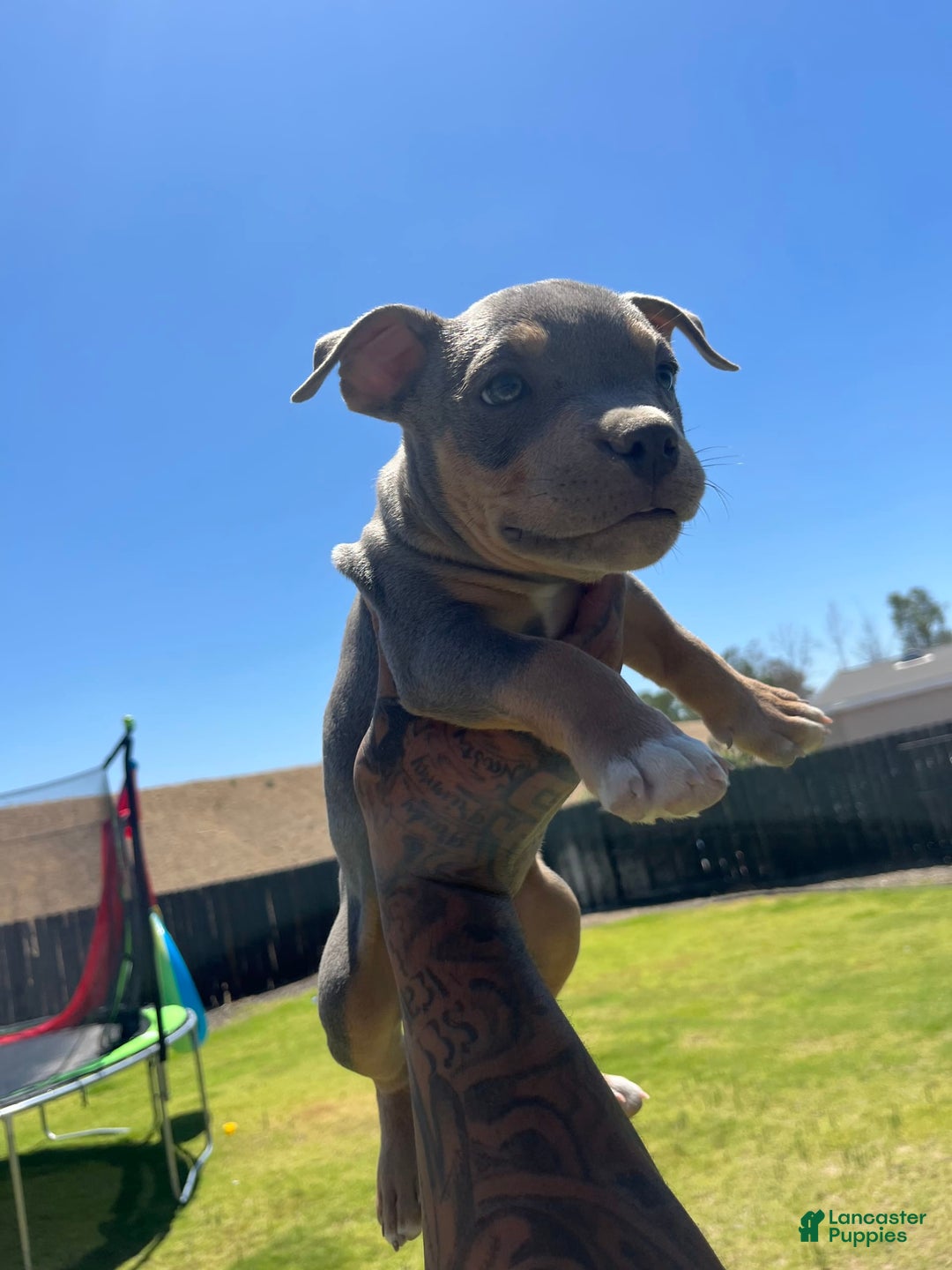 American Bully dogs for sale: Smalls - Image 1