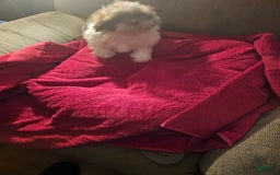Shih Tzu dogs for sale: Not Named - Image 13