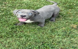 American Bully dogs for sale: Bam Bam - Image 2