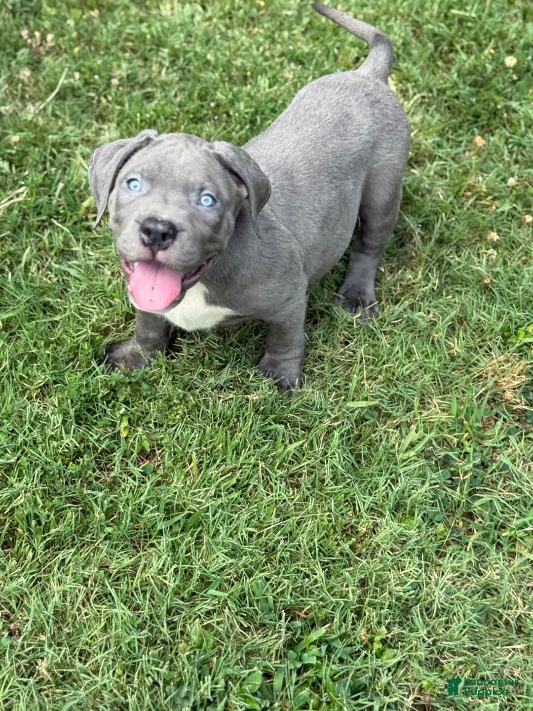 American Bully dogs for sale: Bam Bam - Image 2