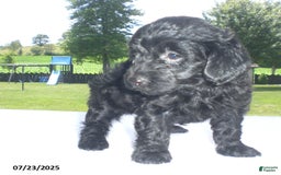 Yorkiepoo dogs for sale: Manny - Image 12