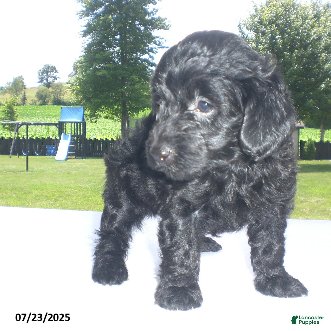 Yorkiepoo dogs for sale: Manny - Image 12