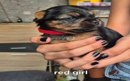 Yorkshire Terrier dogs for sale: Nelly - Image 1