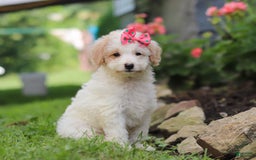 Mini Aussiedoodle dogs for sale: Kandy - Image 3