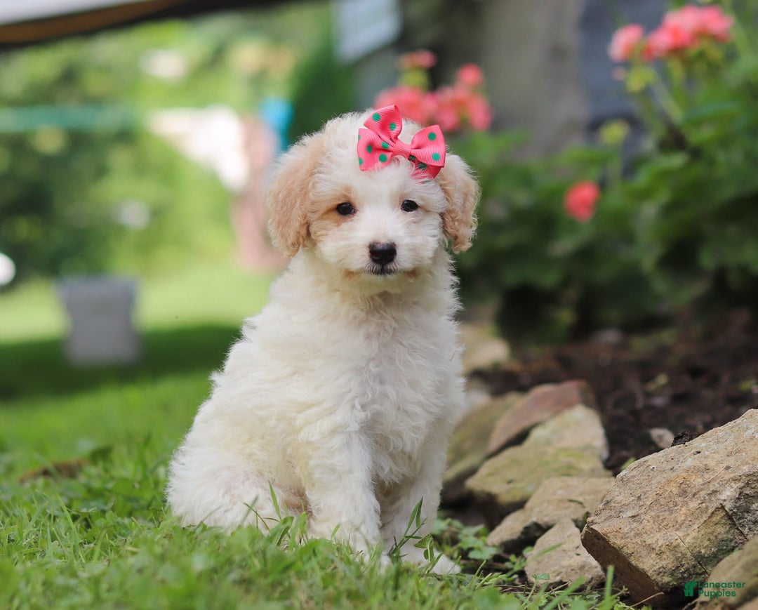 Mini Aussiedoodle dogs for sale: Kandy - Image 3