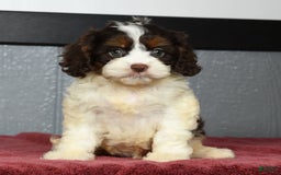 Cavapoo dogs for sale: Julia - Image 8