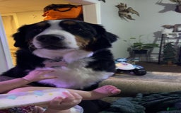Bernese Mountain Dog dogs for sale: Luna - Image 4