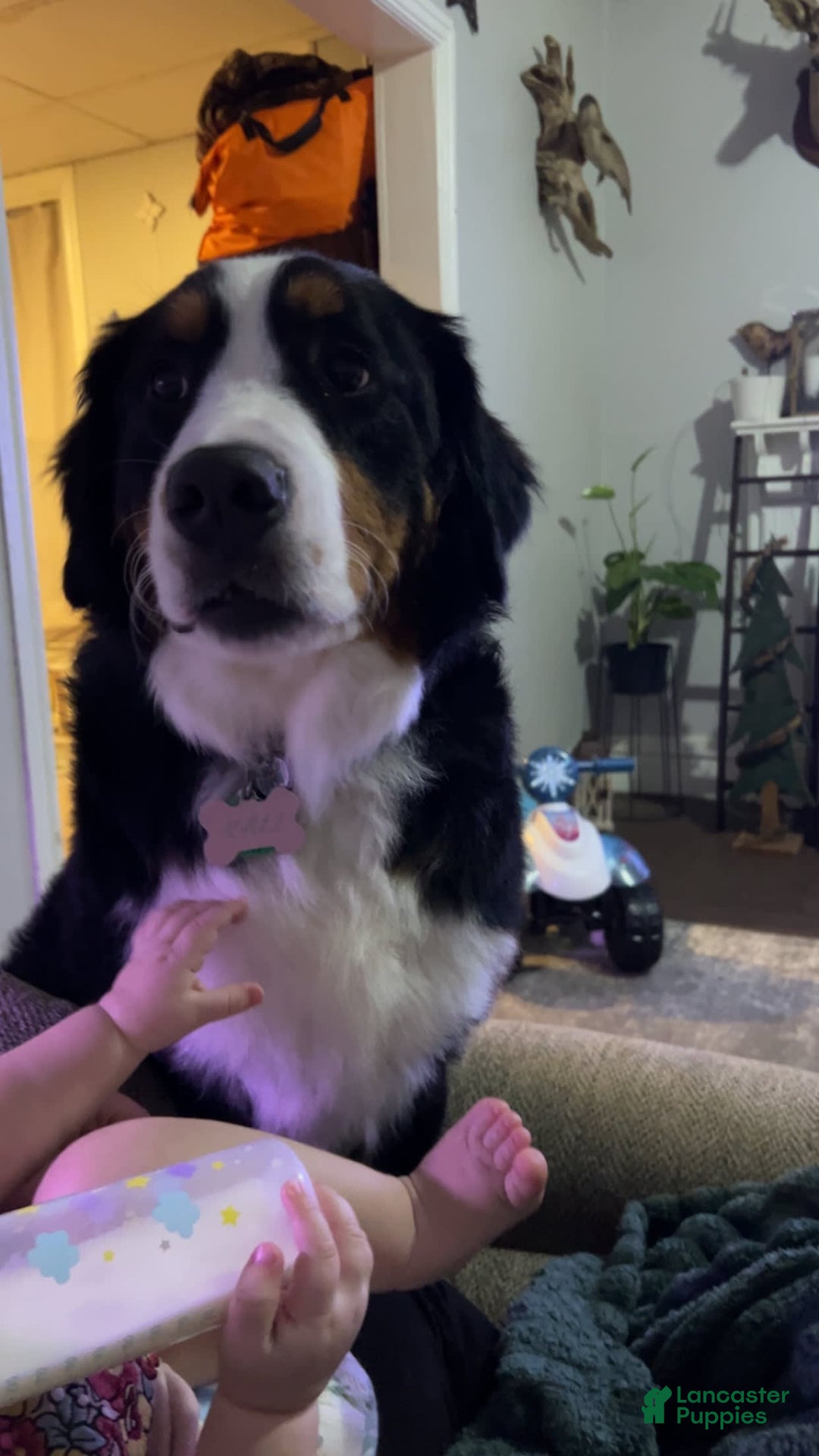 Bernese Mountain Dog dogs for sale: Luna - Image 4