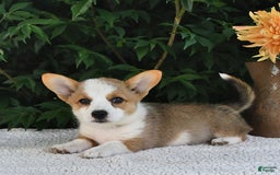 Welsh Corgi Pembroke dogs for sale: Rose - Image 15