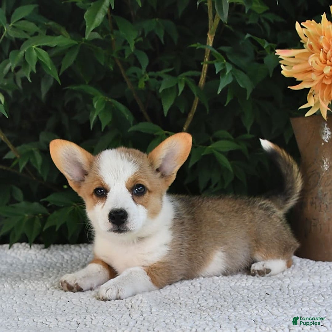 Welsh Corgi Pembroke dogs for sale: Rose - Image 15