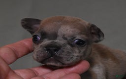 French Bulldog dogs for sale: SAMMY LILAC MERLE - Image 2