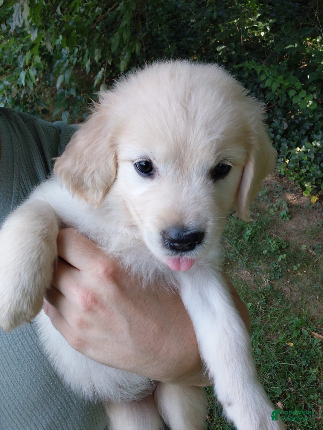 Golden Retriever dogs for sale: Pixie - Image 4