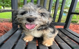 Mini Aussiedoodle dogs for sale: Tulip - Image 23