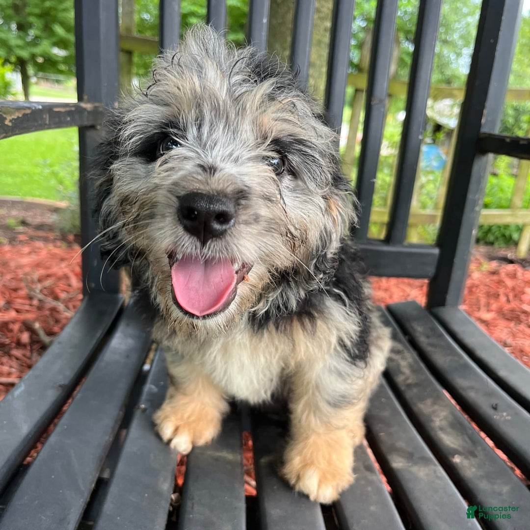 Mini Aussiedoodle dogs for sale: Tulip - Image 23
