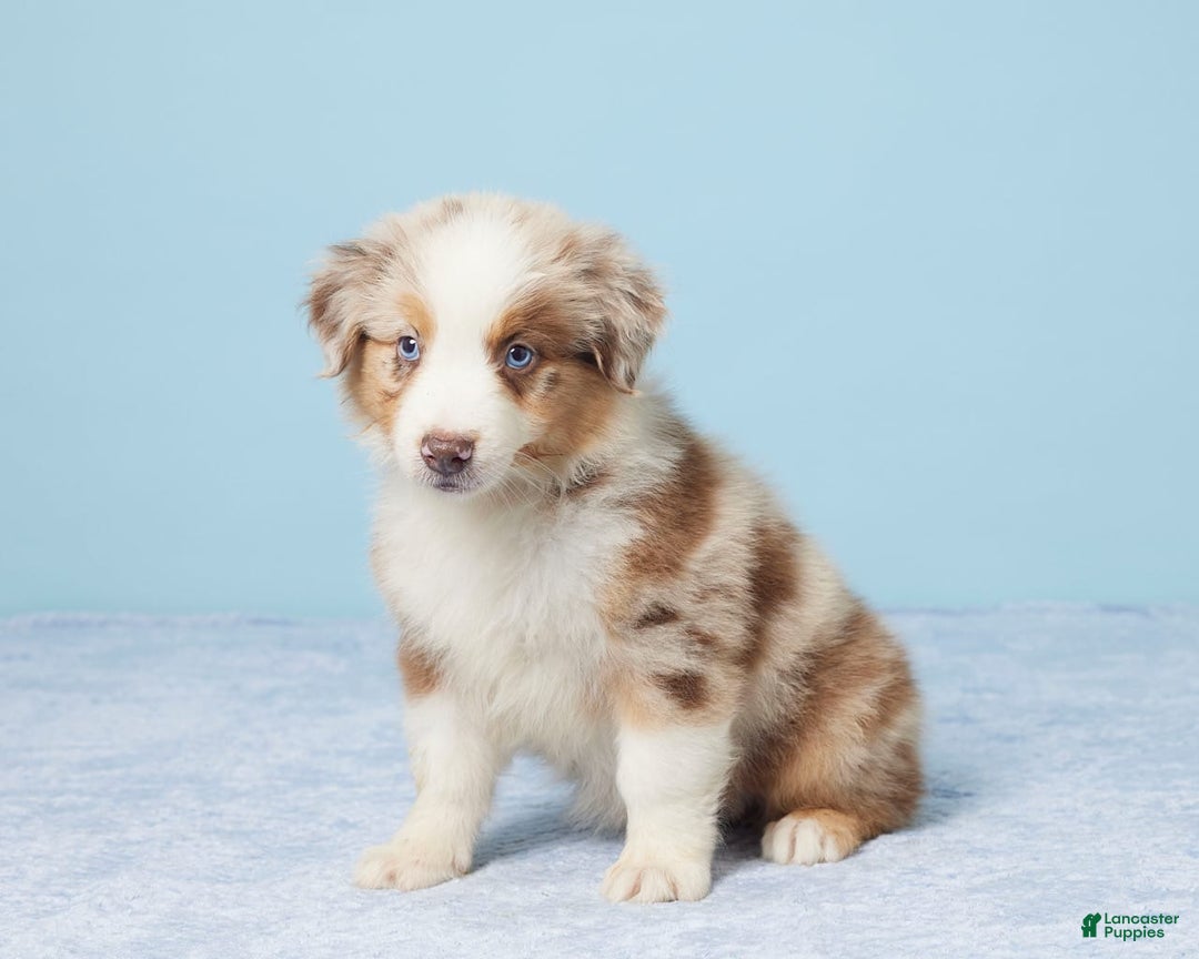 Australian Shepherd dogs for sale: Nova - Image 2