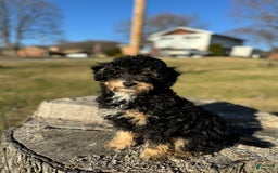 Yorkiepoo dogs for sale: Messie - Image 6