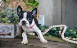 Boston Terrier dogs for sale: Mr. Goodbar - Image 3